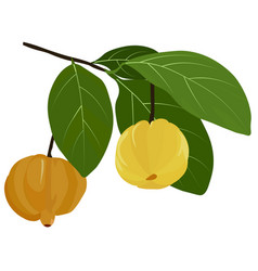 Garcinia Stock