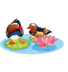 Two Ducks In Pond With Lotus Flower