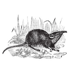 Elephant Shrew Vintage