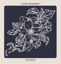 Hand Darwn Apple Blossom