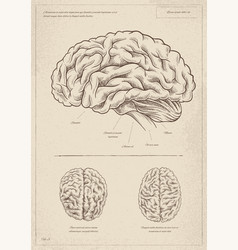 Medical Vintage Poster With Brain