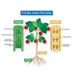 Diagram Showing Xylem And Phloem Plant