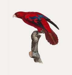 Red Lory