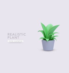 3d Realistic Plant In A Flowerpot