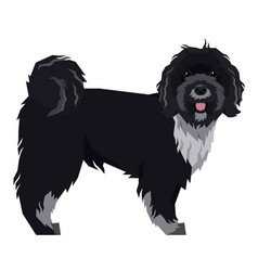 Dog Breeds Tibetan Terrier Isolated