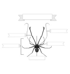 External Anatomy Of A Whip Spider Worksheet