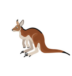 Australian Adult Kangaroo With Huge Paw And Pouch