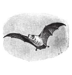 Northern Ghost Bat Vintage