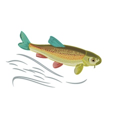 Koi Farm Vector Images 72