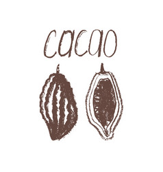 Vintage Cocoa Bean Emblem In Hand-drawn Style