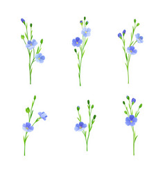 Flax Or Linseed As Cultivated Flowering Plant