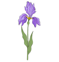 Iris On White Background Hand Drawn