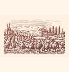 Vineyard Landscape Winery Viticulture Sketch