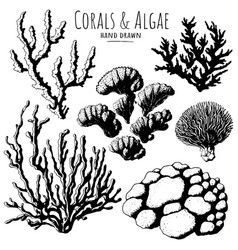 Algae And Corals Hand Drawn Set