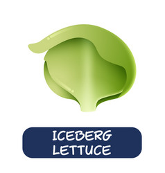 Cartoon Iceberg Lettuce Vegetables Isolated On