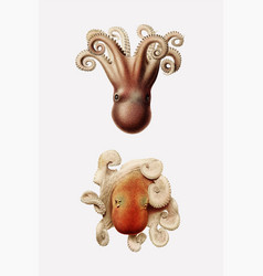 Sea Octopuses In Vintage Style