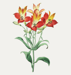 Red Peruvian Lily