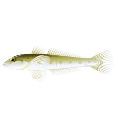 Monkey Goby Fish Isolated