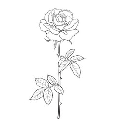 White rose isolated Royalty Free Vector Image - VectorStock