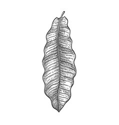 Ink Sketch Of Brazil Nut Tree Leaf