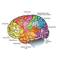 Areas Of The Brain