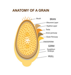 Of Anatomy Of Grain