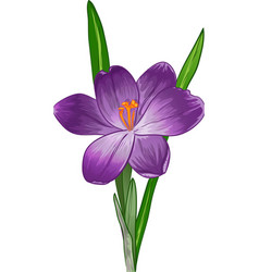 Single Lilac Crocus Flower