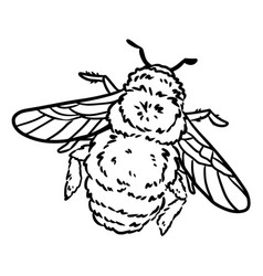 Bumble Bee Cartoon Icon Fruit Outline Comic Style