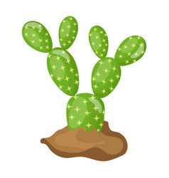 Tephrocactus Flat Is Handy And Scalab