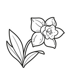 Narcissus Flower Coloring Book Linear Drawing