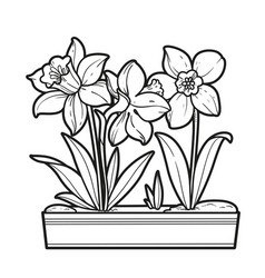 Narcissus Flowers In A Long Pot Coloring Book