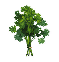 Parsley Bundle For Healthy Cooking