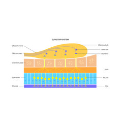 Olfactory System Anatomy