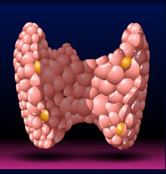 Thyroid Gland