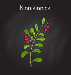 Kinnikinnick Arctostaphylos Uva-ursi