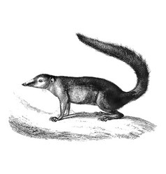 Vintage Common Treeshrew