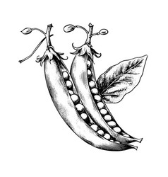 Peas Drawing Isolated Hand Drawn Engraved Style