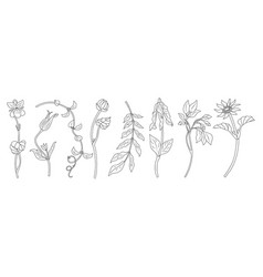 Set Of Elegant Spring Flowers Line Art