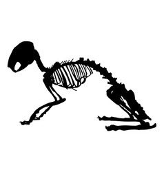 Silhouette Of A Rabbit Skeleton