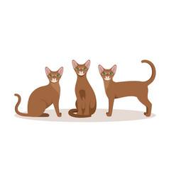 A Set Of Abyssinian Cats