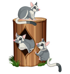 Three Sugar Gliders On The Log