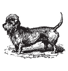 Dandie Dinmont Terrier Vintage