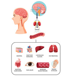 Stress Response Anatomical Diagram With Body Inner