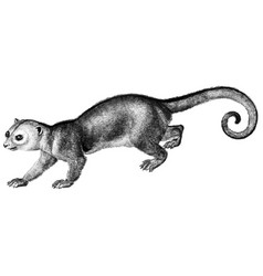 Vintage Kinkajou