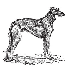 Deerhound Vintage