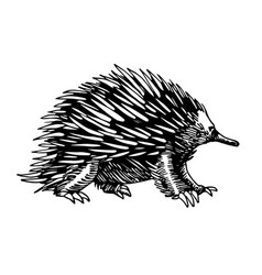 Australian Animal Echidna With Spikes