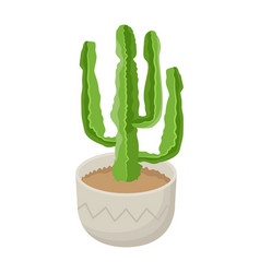 A Scalable Flat Of Desert Cactus