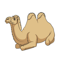 Color With A Bactrian Camel