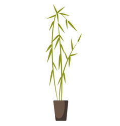 Green Bamboo Houseplant In Pot Isolated Oriental