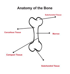 Of Structure Of Bone